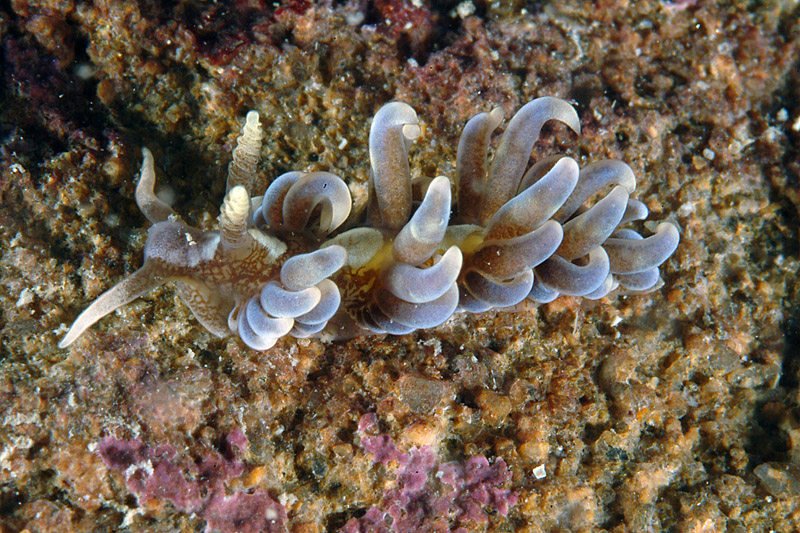 Spurilla neapolitana